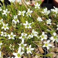 Arenaria festucoides